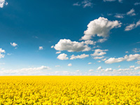 canola field