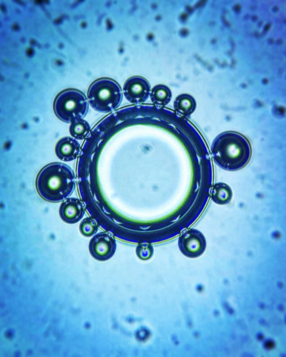 Bubbles under a microscope