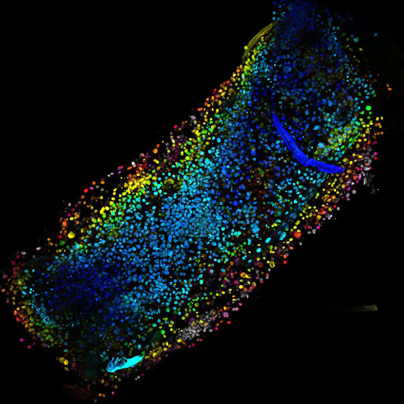 Rainbow microtissue